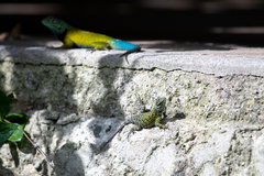 Sceloporus esperanzae
