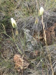 Calochortus howellii