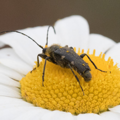 Toxoleptura vexatrix