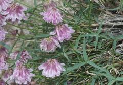 Trifolium dedeckerae