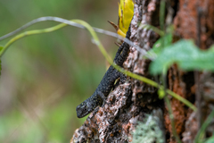 Sceloporus esperanzae