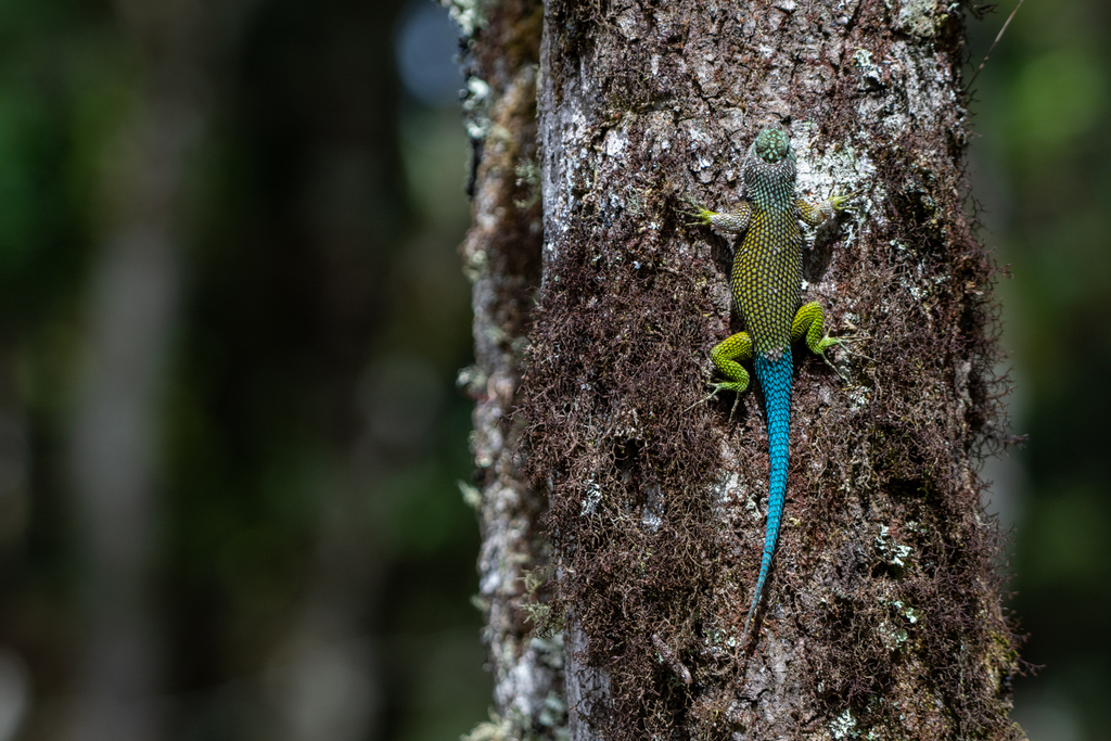 Lenca Emerald Spiny Lizard
