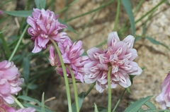 Trifolium dedeckerae