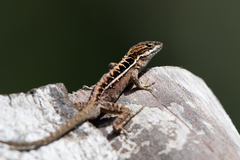 Anolis caceresae