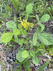 Rhynchosia tomentosa