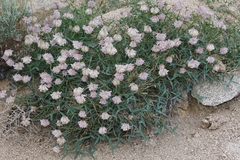 Trifolium dedeckerae