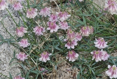 Trifolium dedeckerae