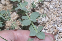 Galium hypotrichium