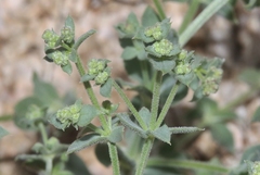 Galium hypotrichium