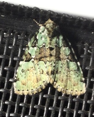 Leuconycta lepidula
