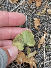 Dichondra occidentalis