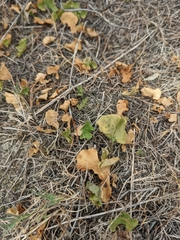 Dichondra occidentalis