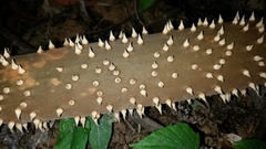 Socratea exorrhiza