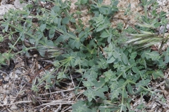 Galium hypotrichium