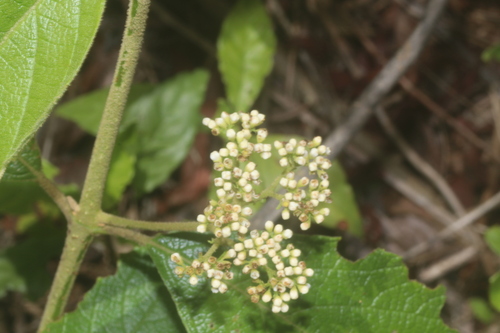 Image of Callicarpa acuminata by (c) Juan Cruzado Cortés, some rights reserved (CC BY-SA)