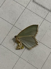 Chloropteryx tepperaria