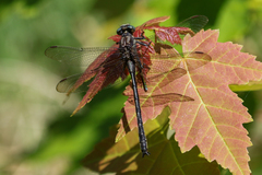 Phanogomphus descriptus
