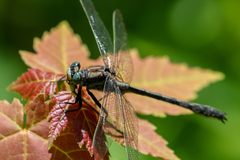Phanogomphus descriptus