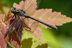 Phanogomphus descriptus