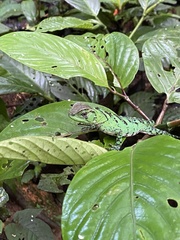 Enyalioides
