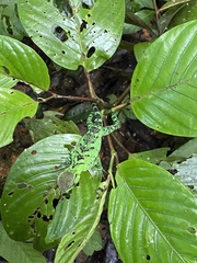 Enyalioides