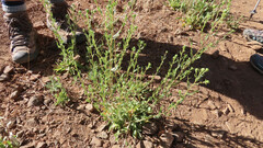 Grindelia hallii