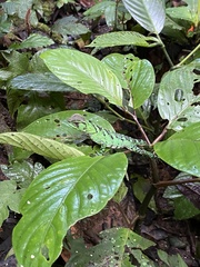 Enyalioides
