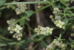 Galium hypotrichium