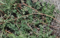 Galium hypotrichium