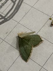 Chloropteryx tepperaria