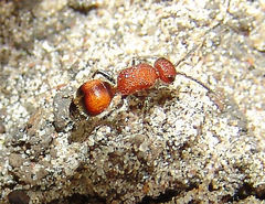 Timulla dubitatiformis