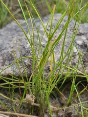 Isoetes butleri
