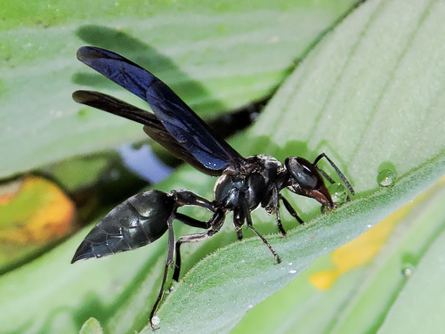 Northern Warrior Wasp