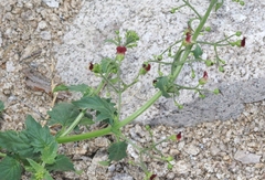 Scrophularia desertorum