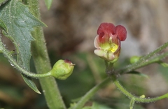 Scrophularia desertorum