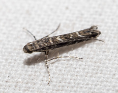 Neurobathra strigifinitella