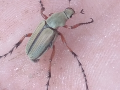 Macrodactylus