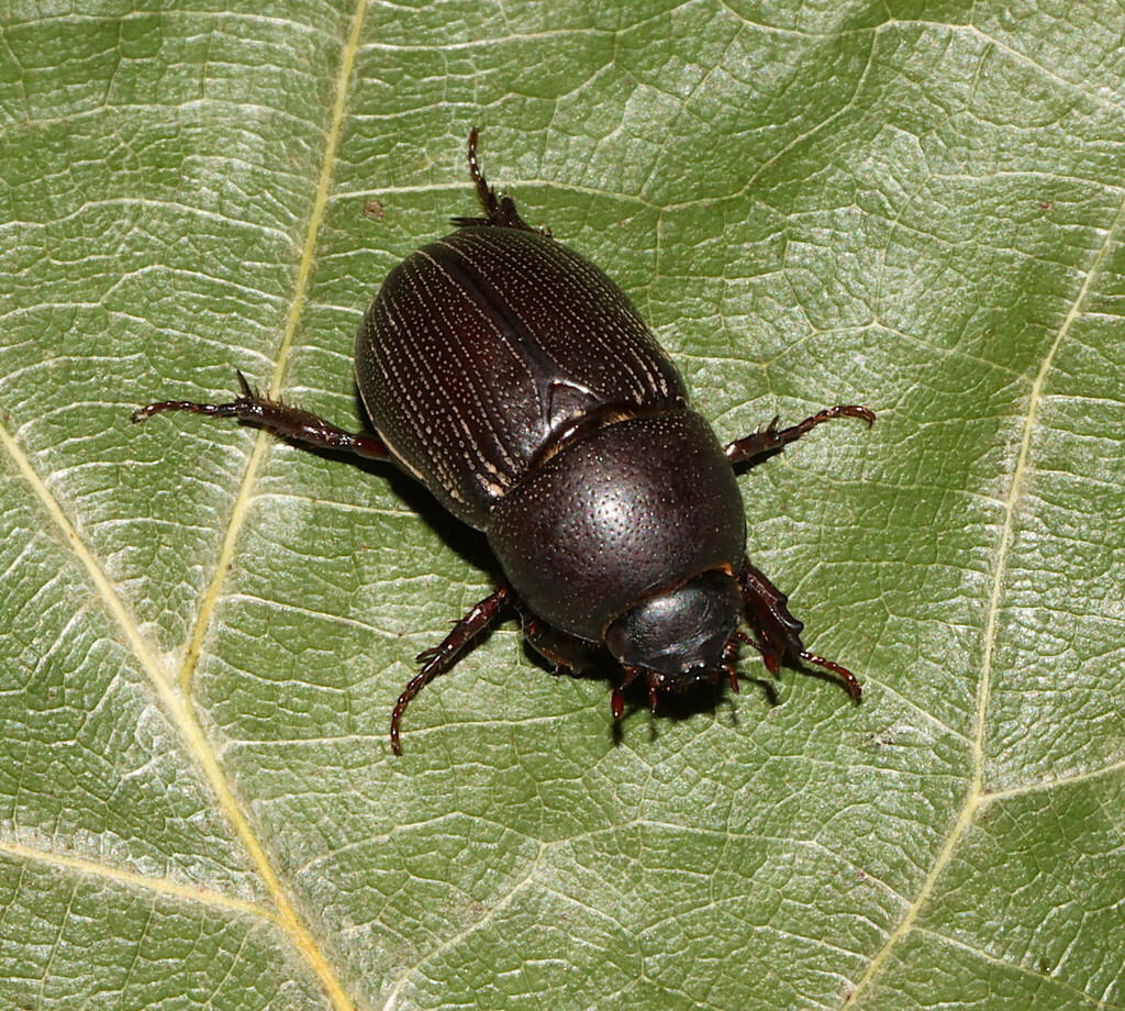 Sugarcane Beetle (Euetheola rugiceps)