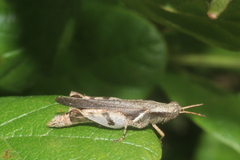 Abracris dilecta