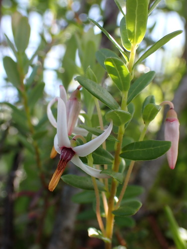 American Cranberry