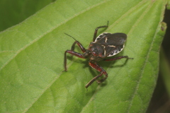 Apiomerus spissipes