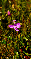 Calopogon tuberosus