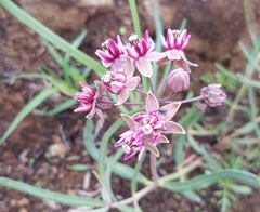 Asclepias fournieri