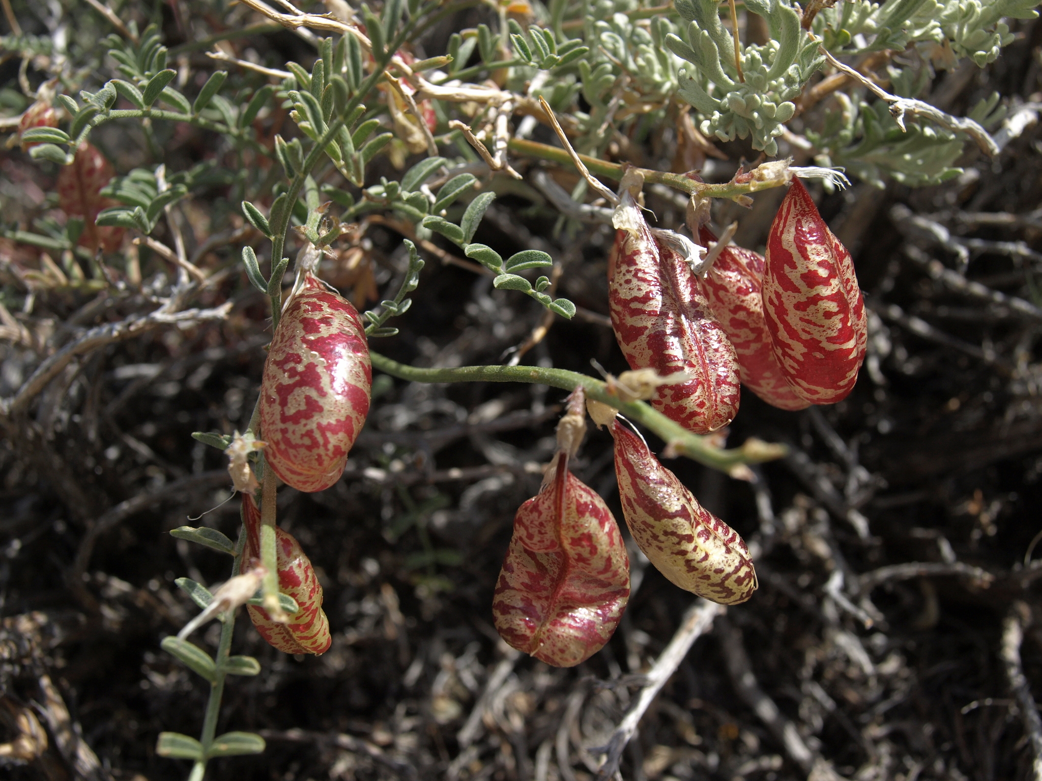 Astragalus whitneyi var. whitneyi