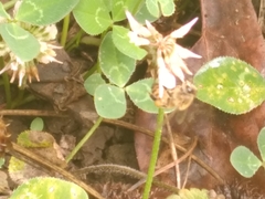 Apis mellifera