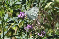 Pieris rapae