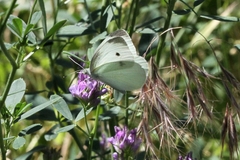 Pieris rapae