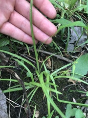 Carex oligocarpa