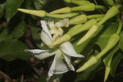 Echites yucatanensis