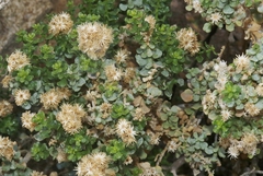 Ericameria cuneata cuneata